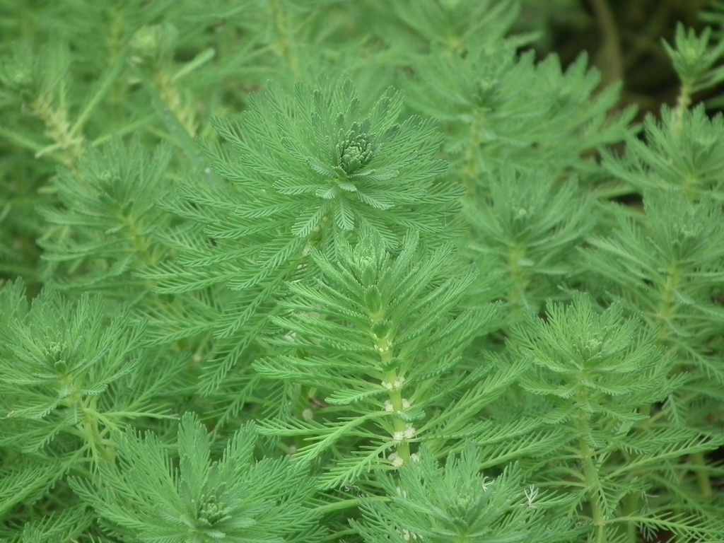 改良型四季常绿矮型苦草